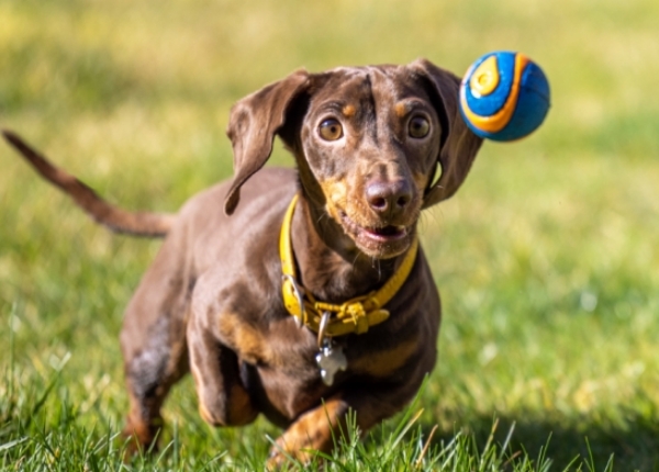 芝生の上を走ってボールを追いかける子犬